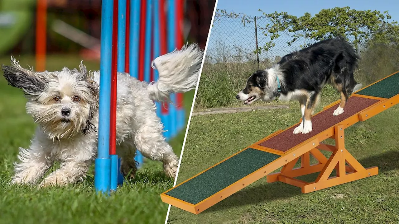 Agility für Hunde: Das braucht ihr für das Training