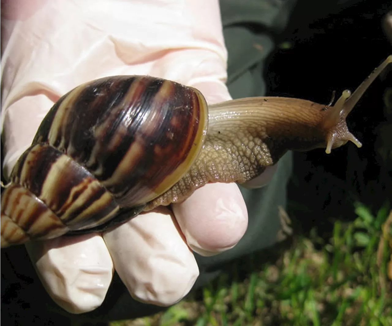 Pourquoi les escargots et les limaces sont utiles pour votre jardin