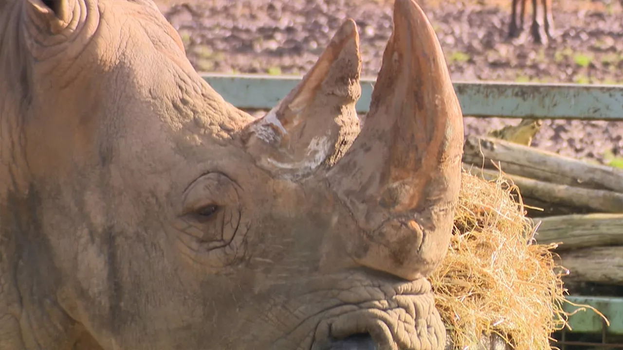 Gilou, rhinocéros blanc de 32 ans, vient d'arriver au Monde Sauvage d'Aywaille 'pour venir rencontrer Lucie et