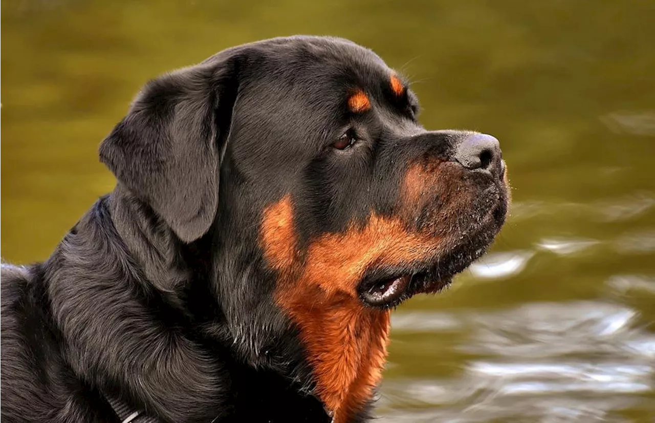 Rottweiler greift fünf Personen an