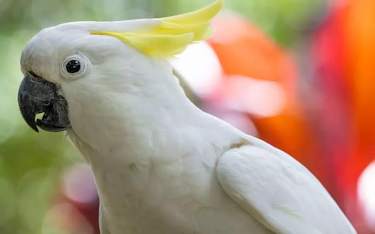 Australia, un uccello sopravvive un mese in supermarket mangiando solo brioches