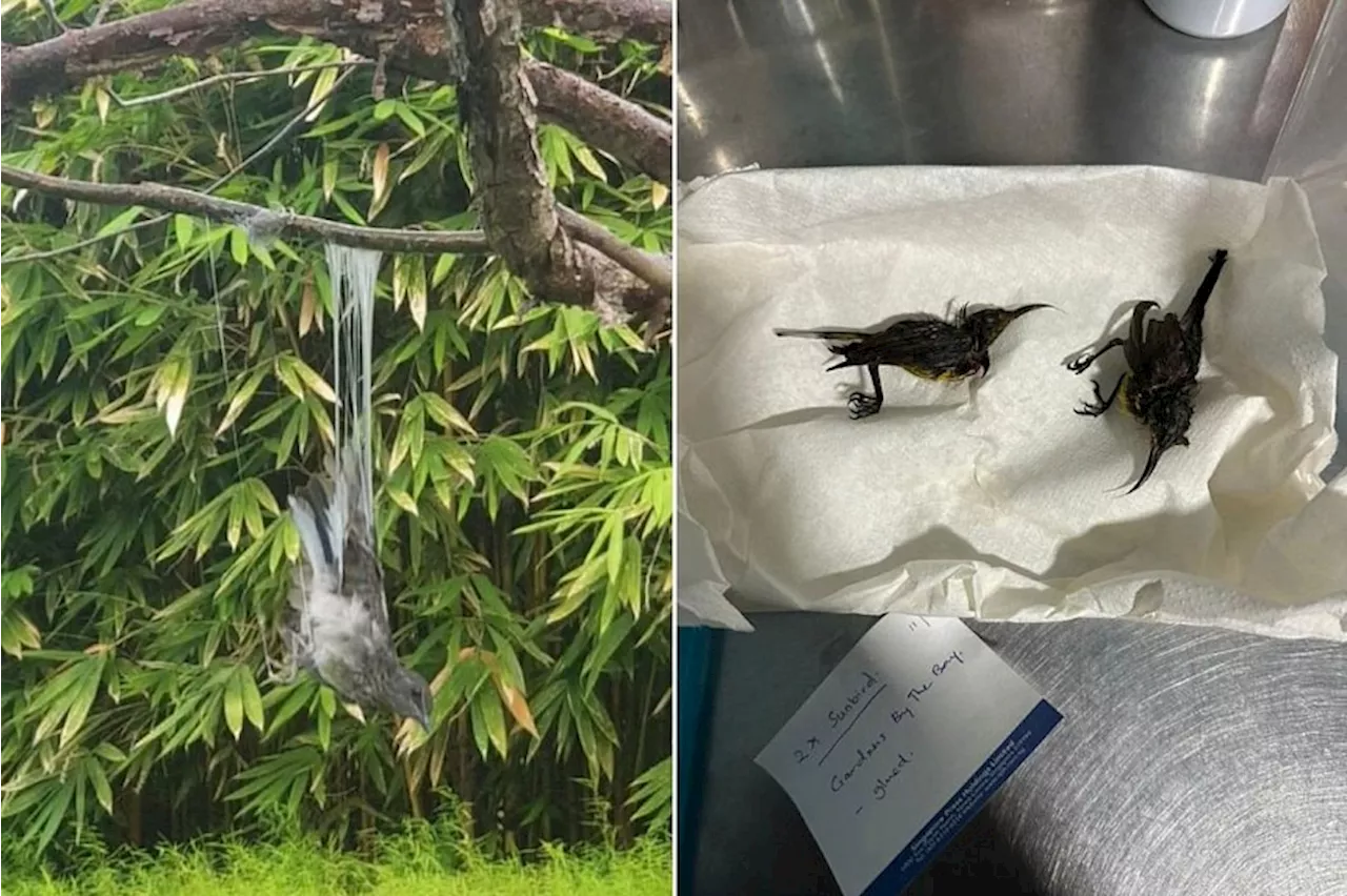 Death by glue: Gardens by the Bay probing incidents of birds being poached on its premises