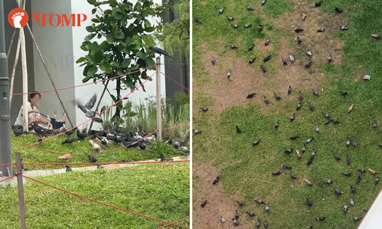 NParks looking into case of woman who won't stop feeding birds in Yishun