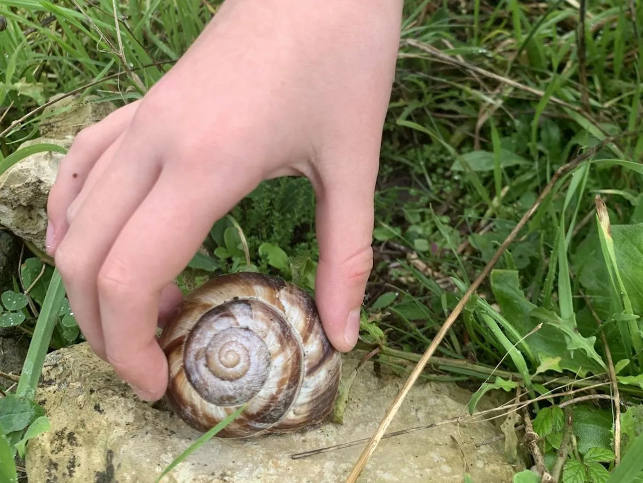 Charente-Maritime : un escargot XXL identifié à Sainte-Marie-de-Ré