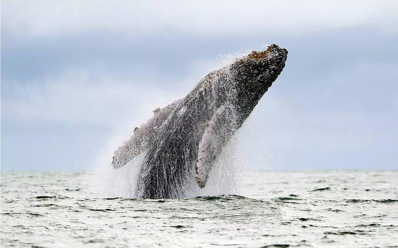 Léger rebond de la population d’une espèce de baleine très menacée