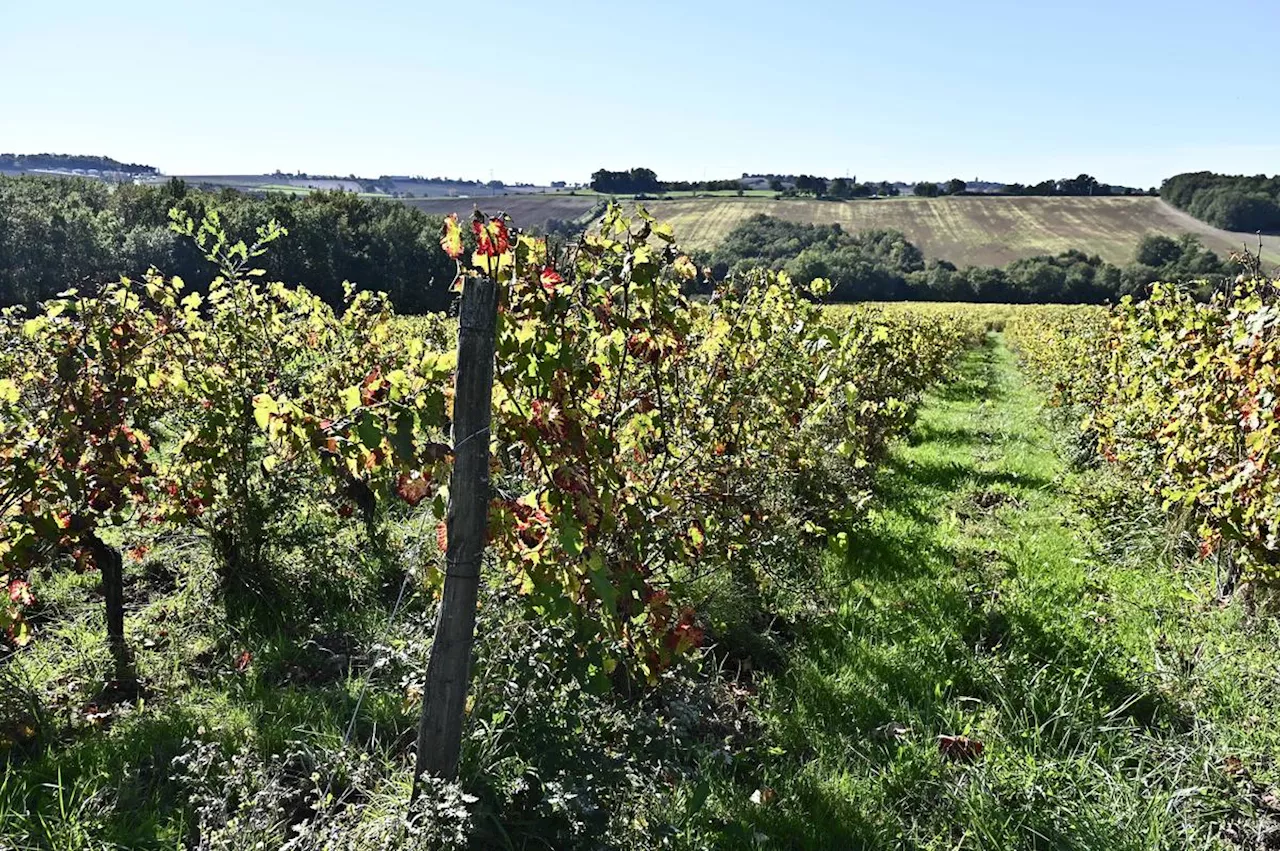 Lot-et-Garonne : les primes à l’arrachage de la vigne sont accessibles jusqu’au 13 novembre