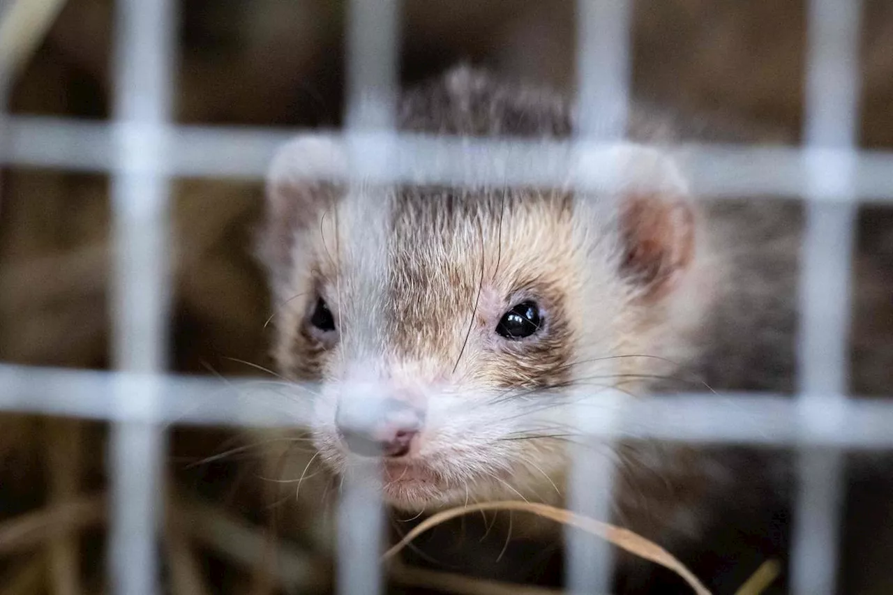 Marseille renouvelle son partenariat avec les furets pour chasser les rats