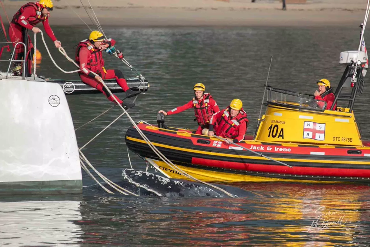 NSRI free juvenile whale from entanglement in Simon’s Town Harbour