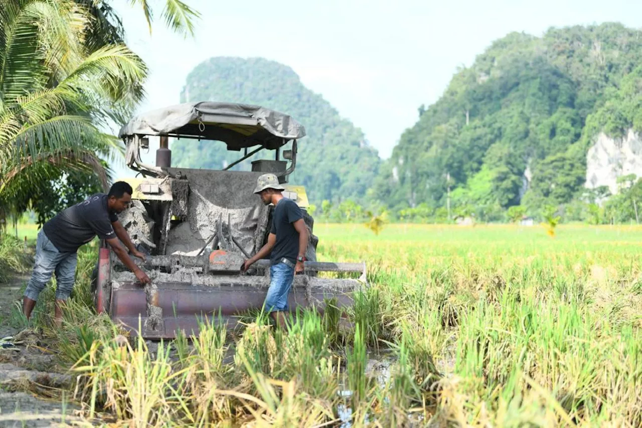 Pesawah tertekan, mohon naikkan harga siling padi