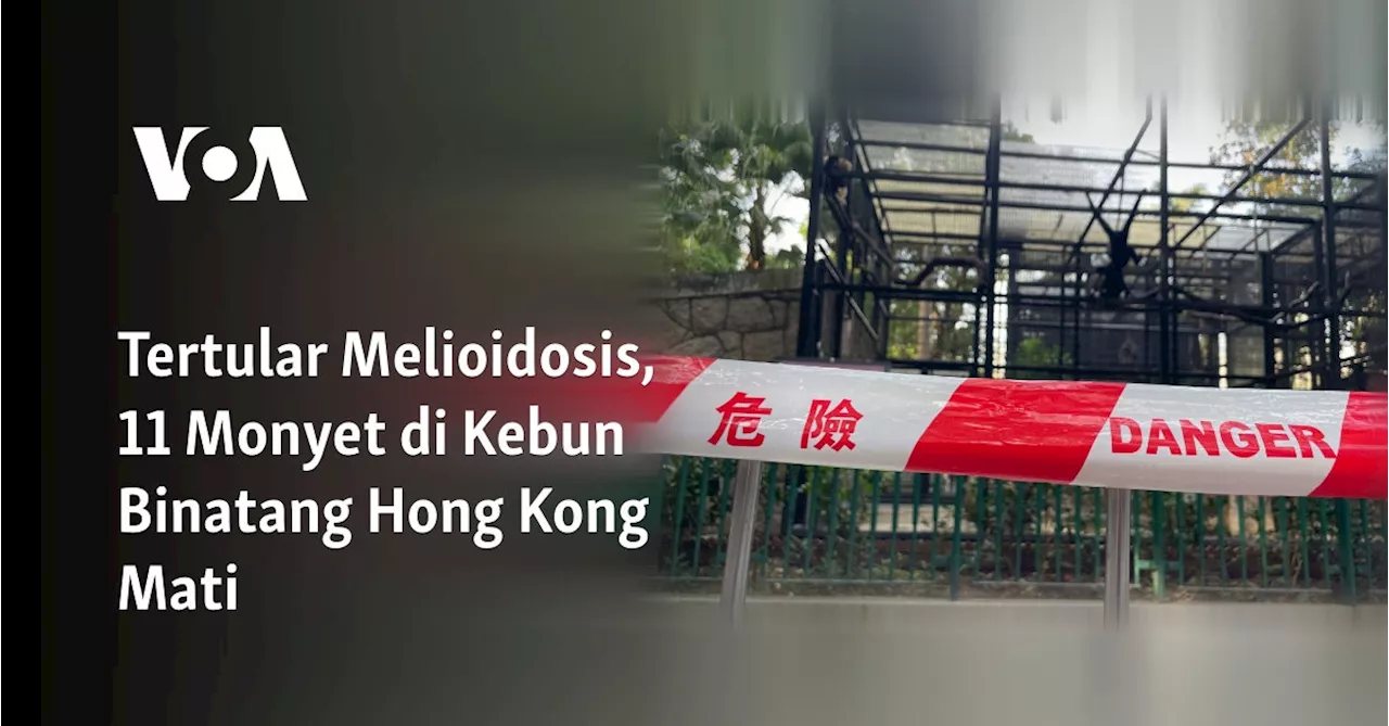 Tertular Melioidosis, 11 Monyet di Kebun Binatang Hong Kong Mati