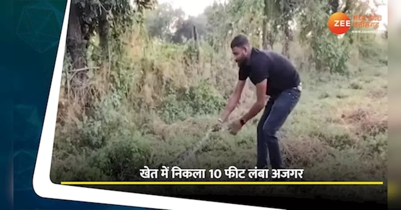 खेत में निकला 10 फीट लंबा अजगर, 6 लोगों ने मिलकर उठाया, देखें Video