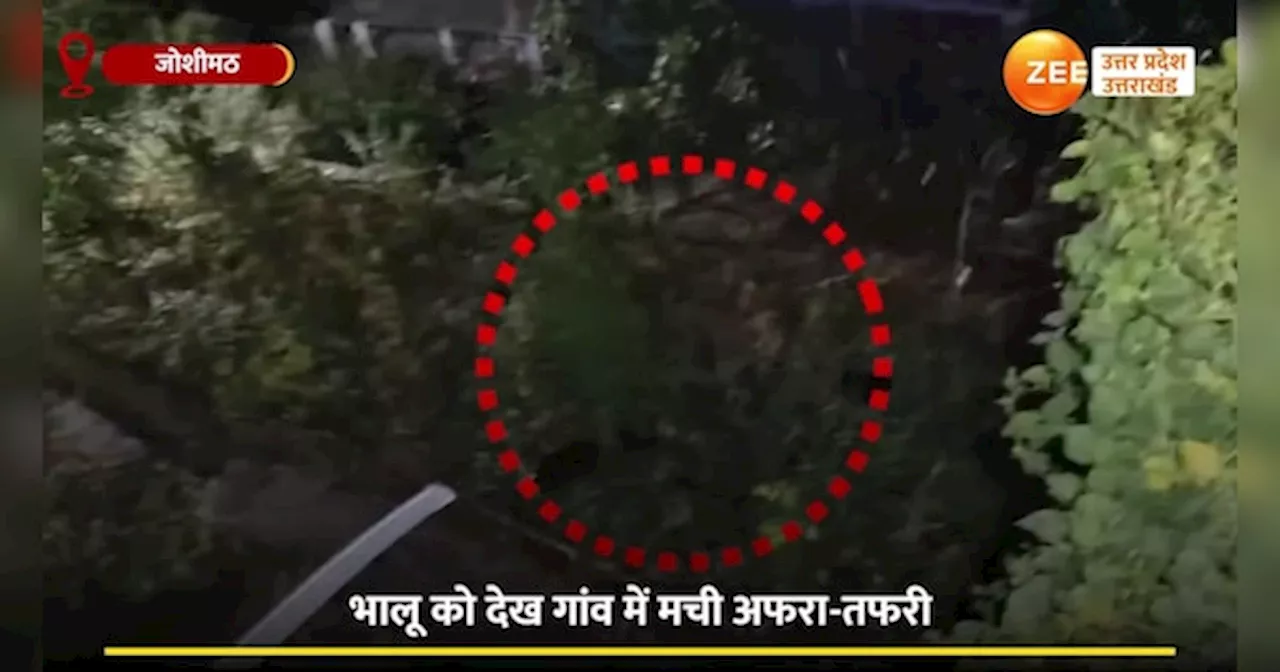 Video: दो बच्चों संग गांव में घुसी मादा भालू, खेत में दावत उड़ाते देख मची अफरा-तफरी