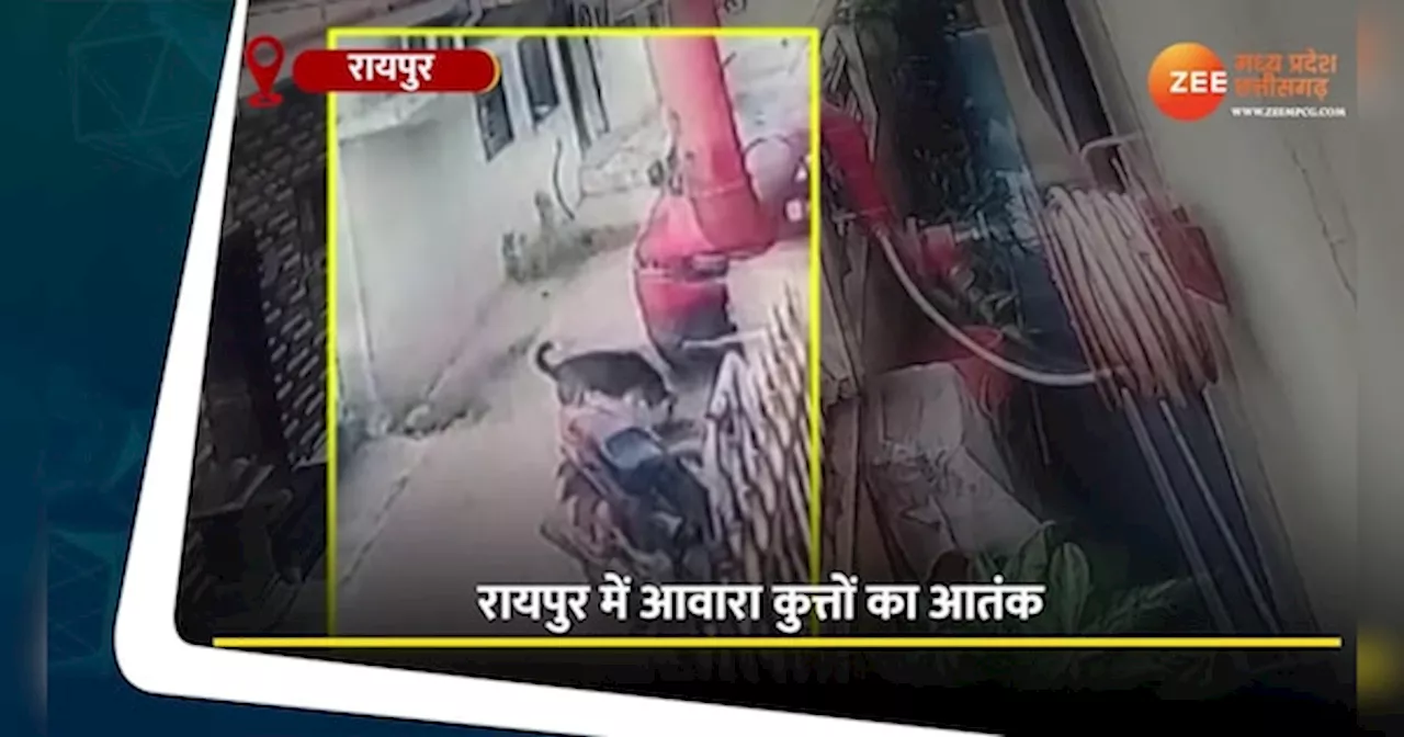 VIDEO: 6 साल के मासूम पर आवारा कुत्तों ने किया हमला, घटना CCTV में कैद