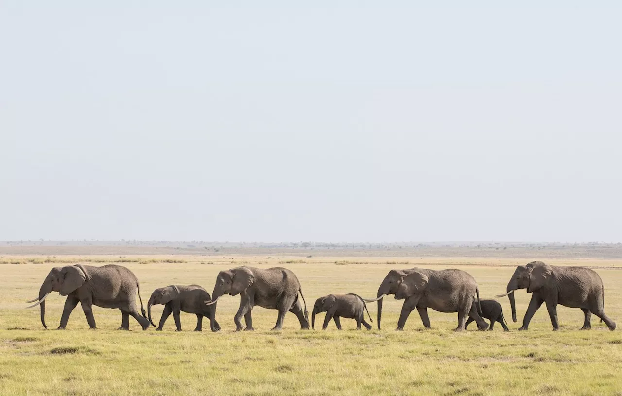 Vrai ou faux : les éléphants ont peur des souris