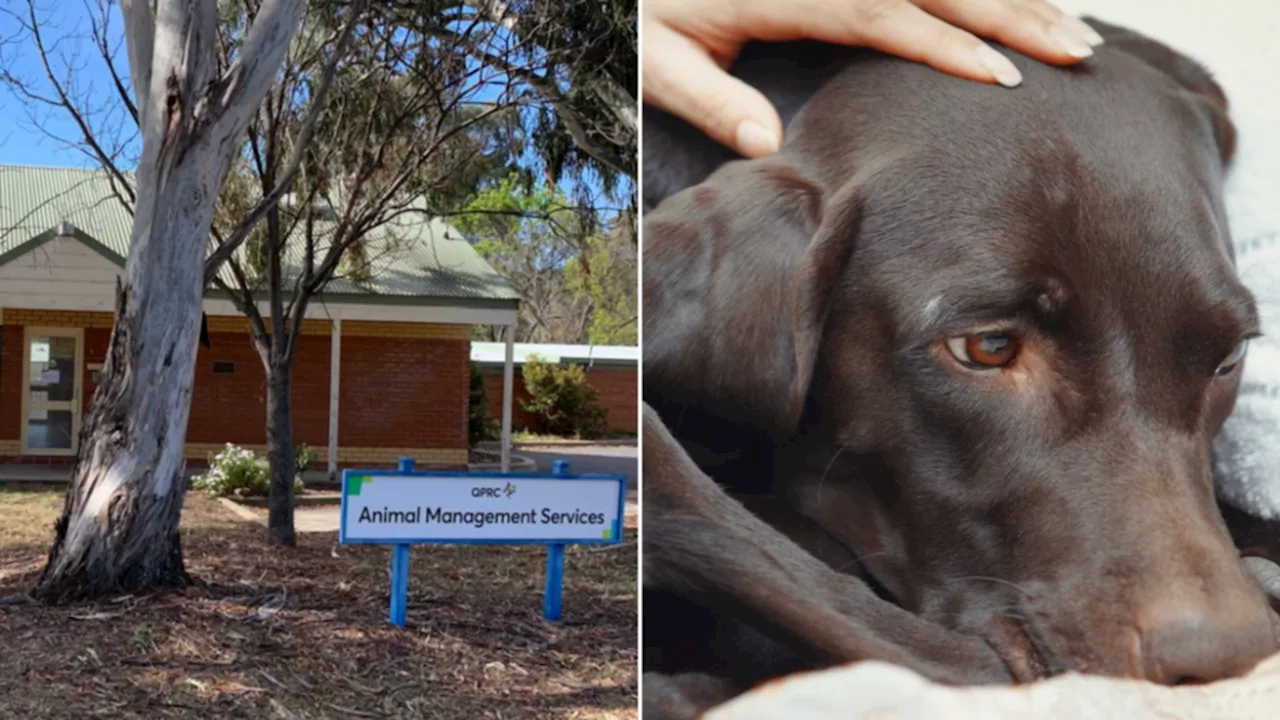 NSW animal shelter euthanises all its dogs amid deadly parvovirus outbreak, sparking community debate