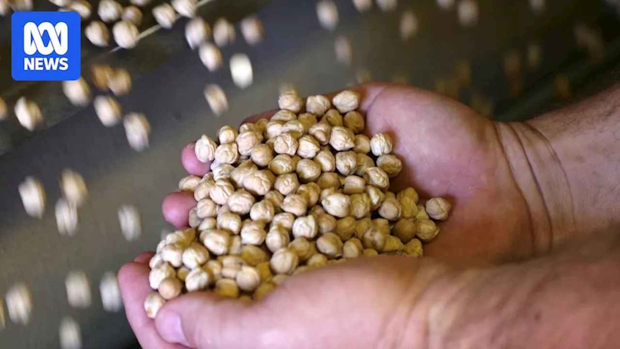 First shipment of chickpeas leaves Australia for India as tariff deadline looms