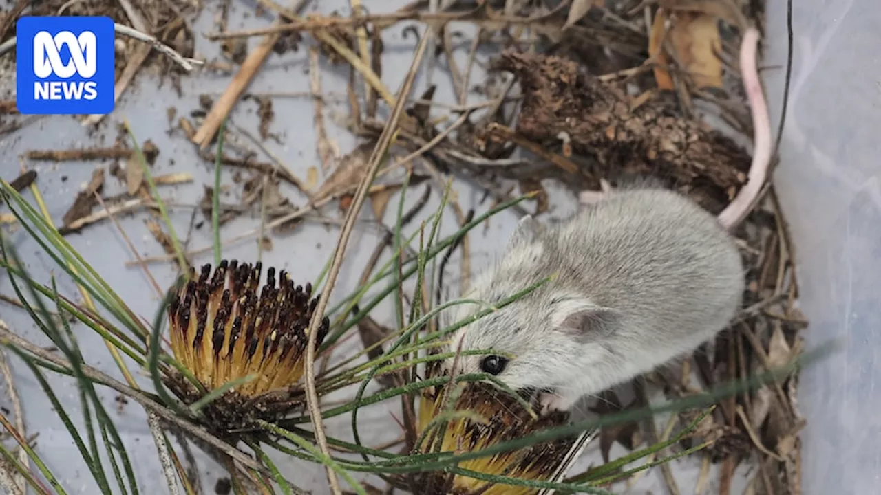 Mice are primary pollinators for Australian banksia that flowers low to the ground: study