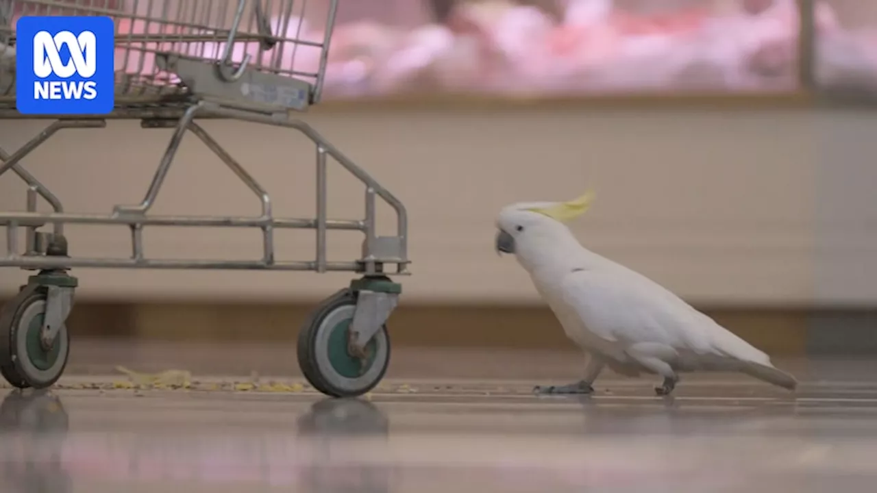 Mickey the cockatoo rescued by bird expert after spending a month at Macarthur Square Coles supermarket