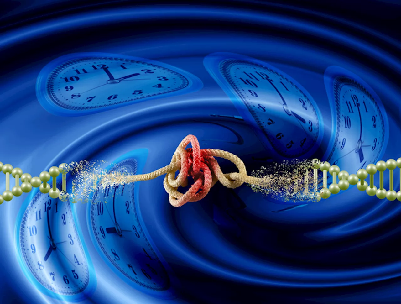 Ecco come cambia l'orologio biologico in salute e in malattia