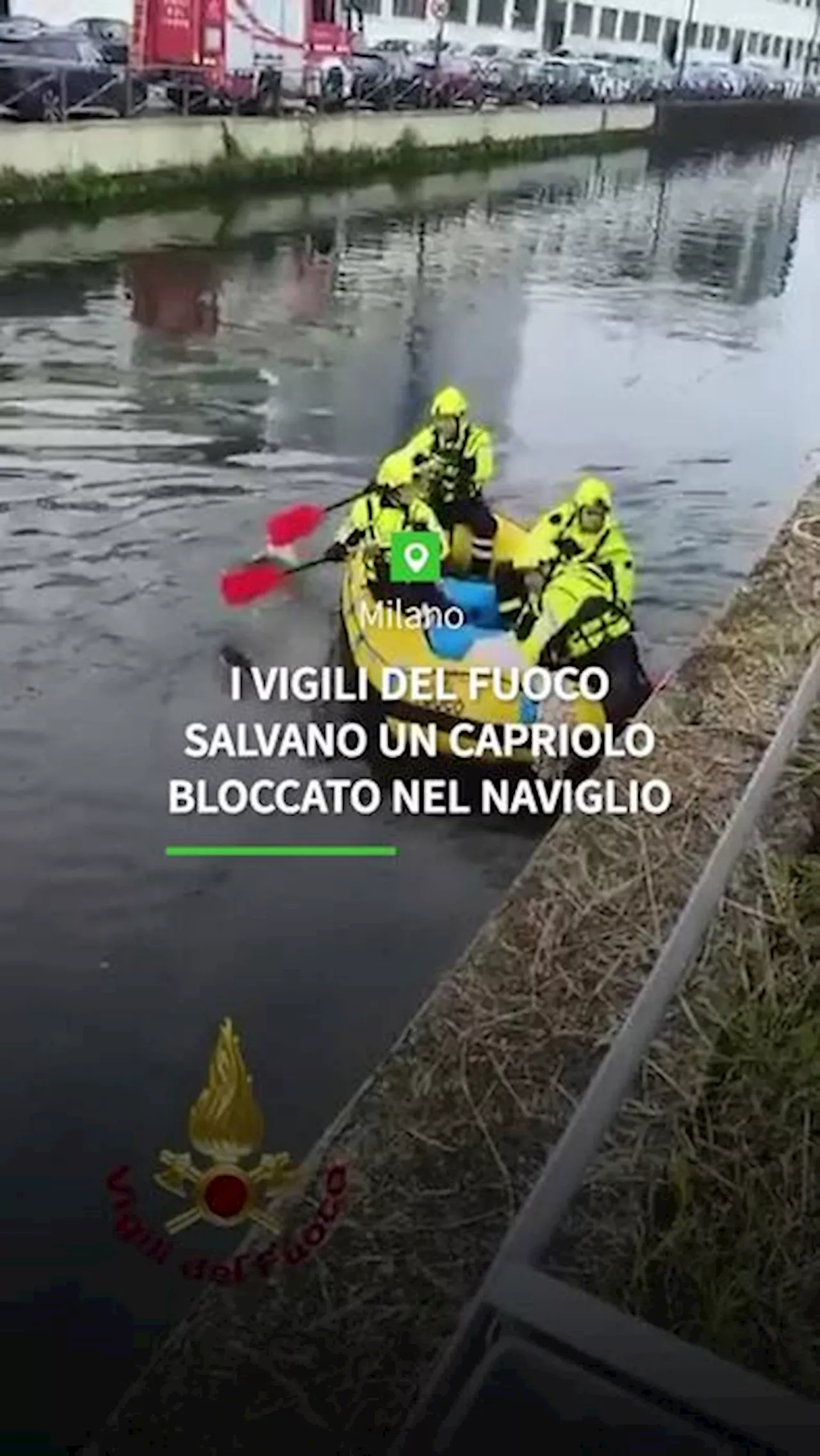 Milano, capriolo bloccato nel Naviglio: salvato dai Vigili del fuoco