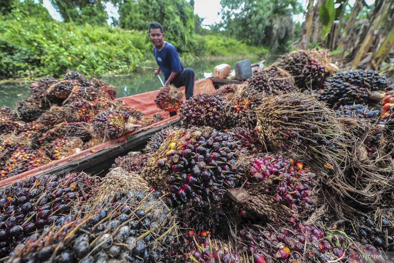 Indef sebut pengetahuan tentang EUDR masih rendah di kalangan petani