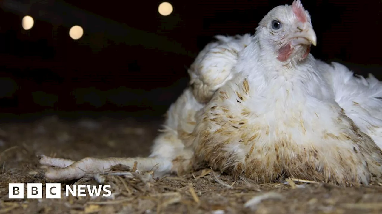 Humane League UK appealing 'Frankenchickens' ruling in High Court