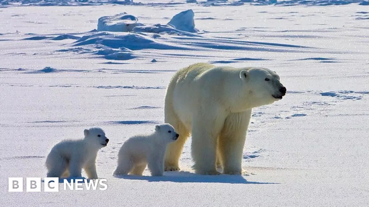 Polar bears face higher risk of disease in a warming Arctic