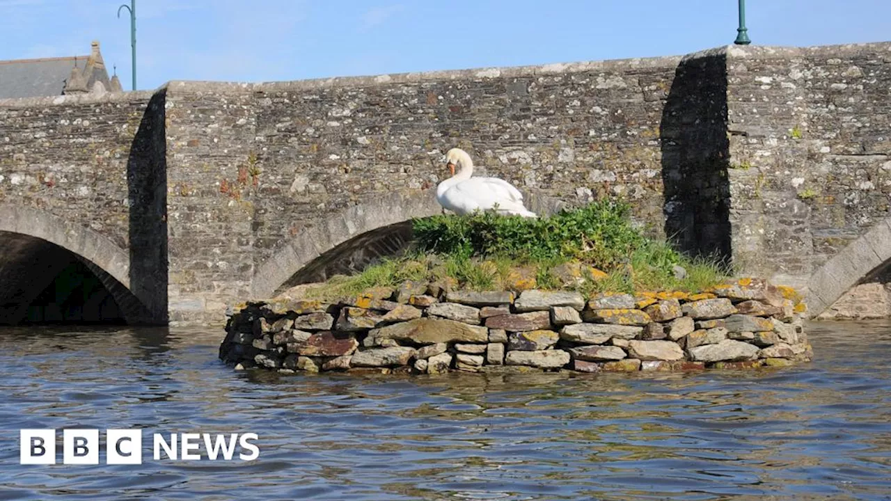 Swan's island in Cornwall town raised due to rising tides