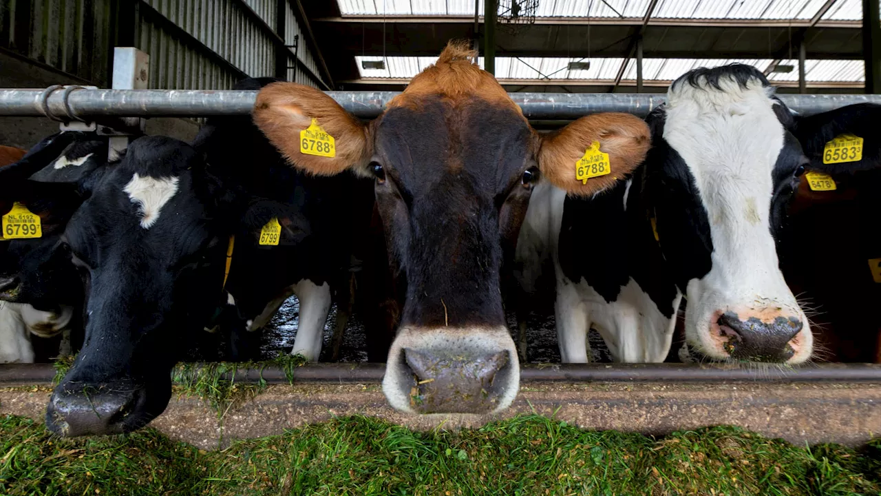 'On ne sait pas où aller': aux Pays-Bas, la 'crise du fumier' inquiète les agriculteurs