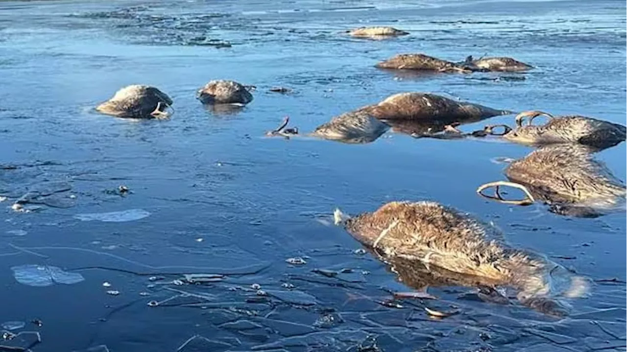 Rentiere ertrinken nach Eisbruch auf nordnorwegischem See