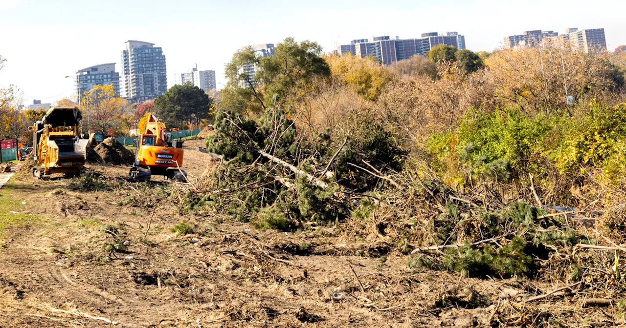 Toronto park completely devastated as Metrolinx begins clearing over 1,200 trees