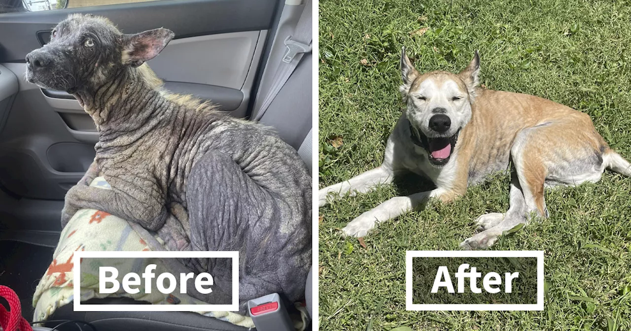 Husky With Stone-Like Skin Gets Rescued, Soon Gets His Fur And Smile Back