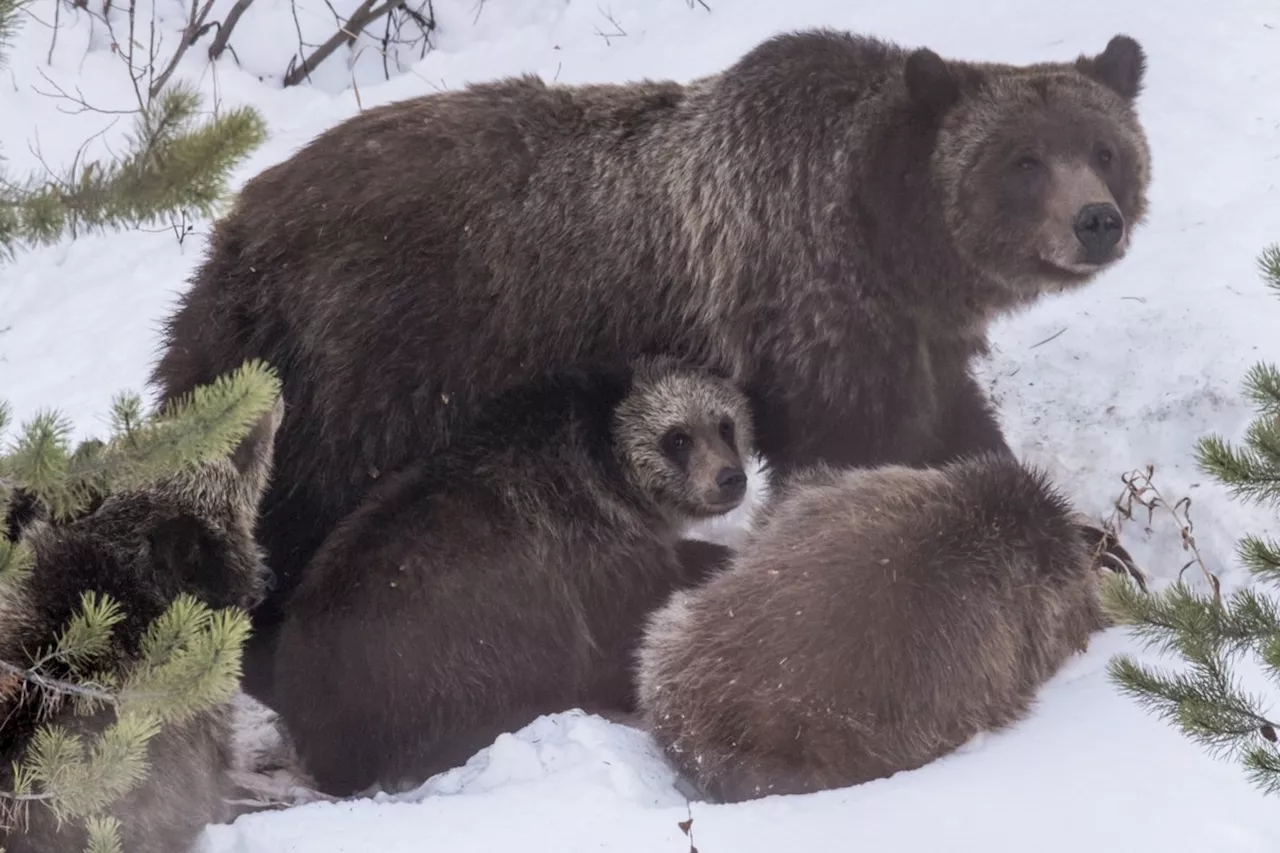 Grand Teton grizzly bear that delighted visitors for decades is killed by vehicle in Wyoming