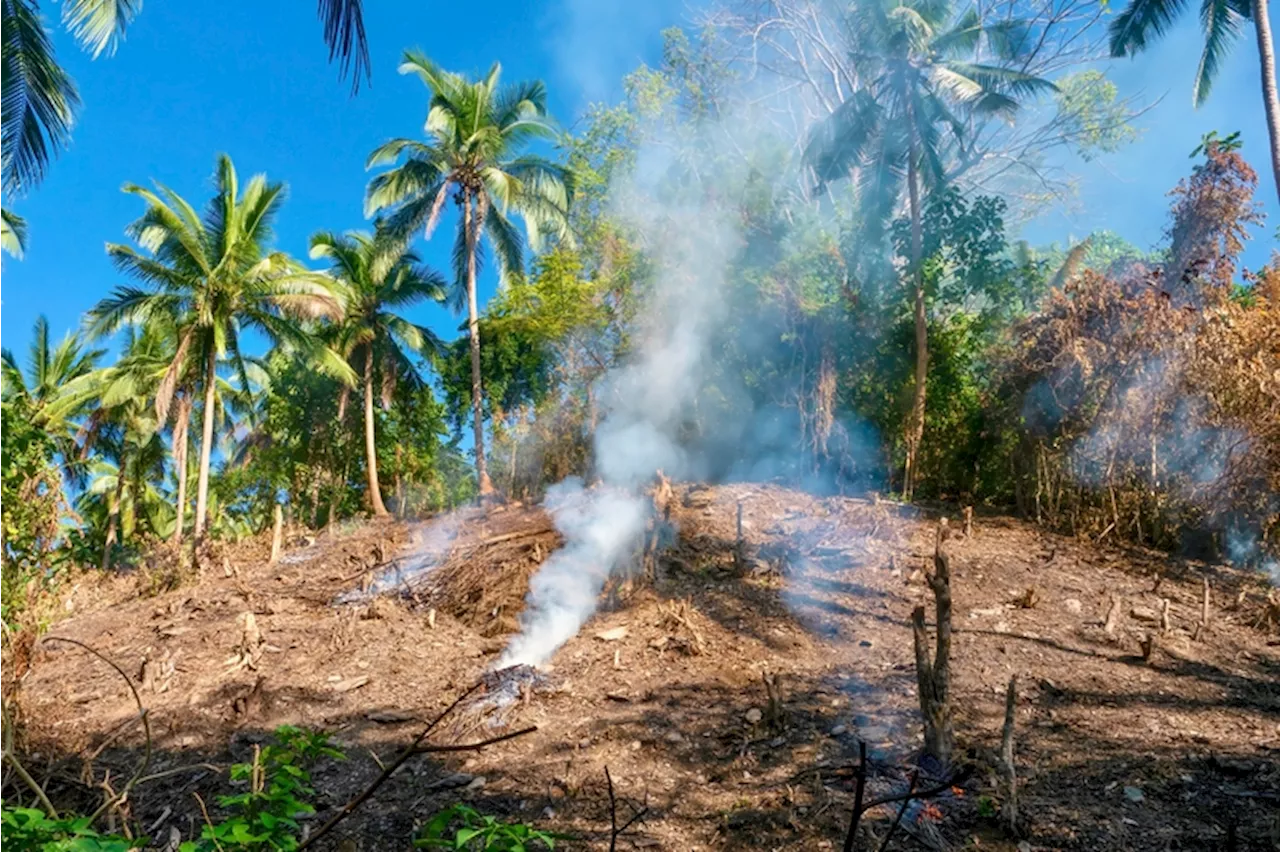 ‘EU deforestation regulation may include more products’