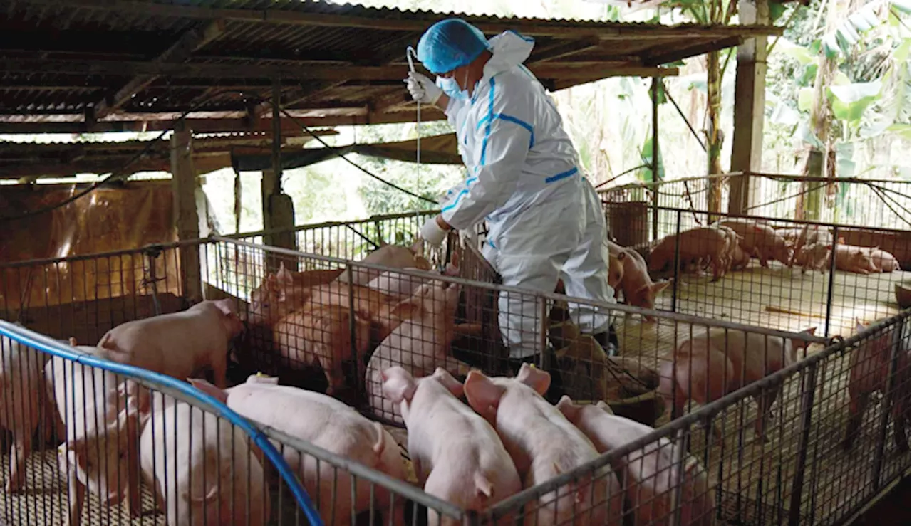 Poultry, hog raisers soldier on despite disease outbreaks