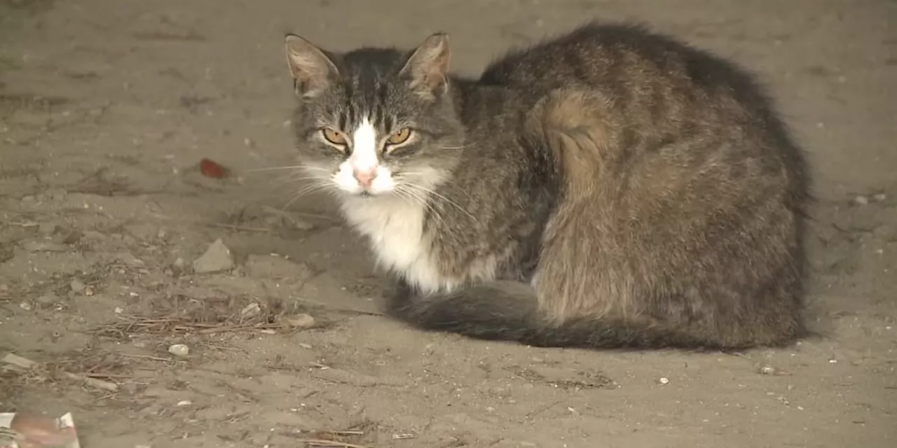 Ohio Supreme Court rules in case expanding felony charges for animal