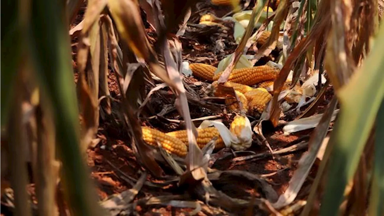 Pak Prabowo Mau RI Swasembada Jagung? Ini Saran Petani