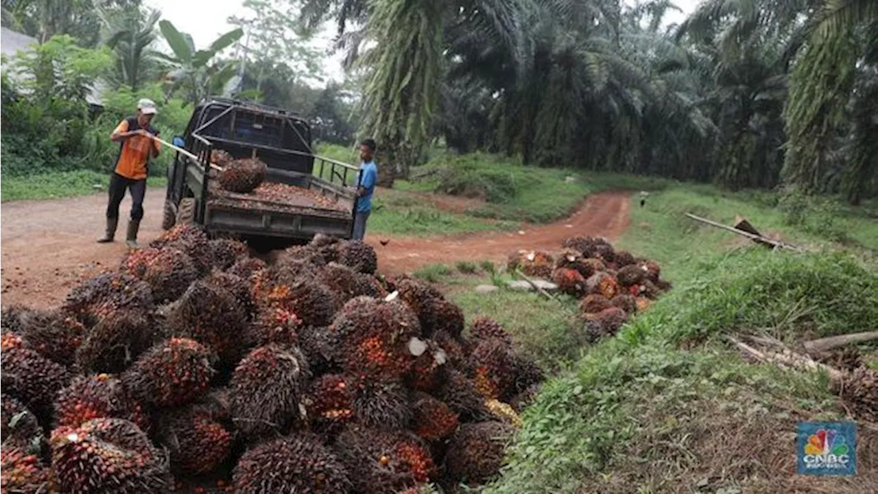 Pemerintah Resmi Bentuk Badan Pengelola Dana Perkebunan, Apa Tugasnya?