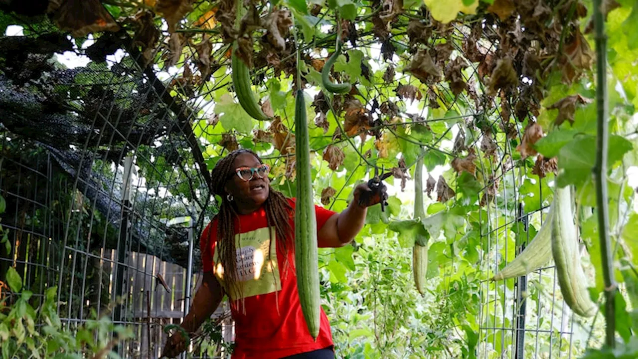 Black-led and owned nonprofit supports Black farmers in Texas