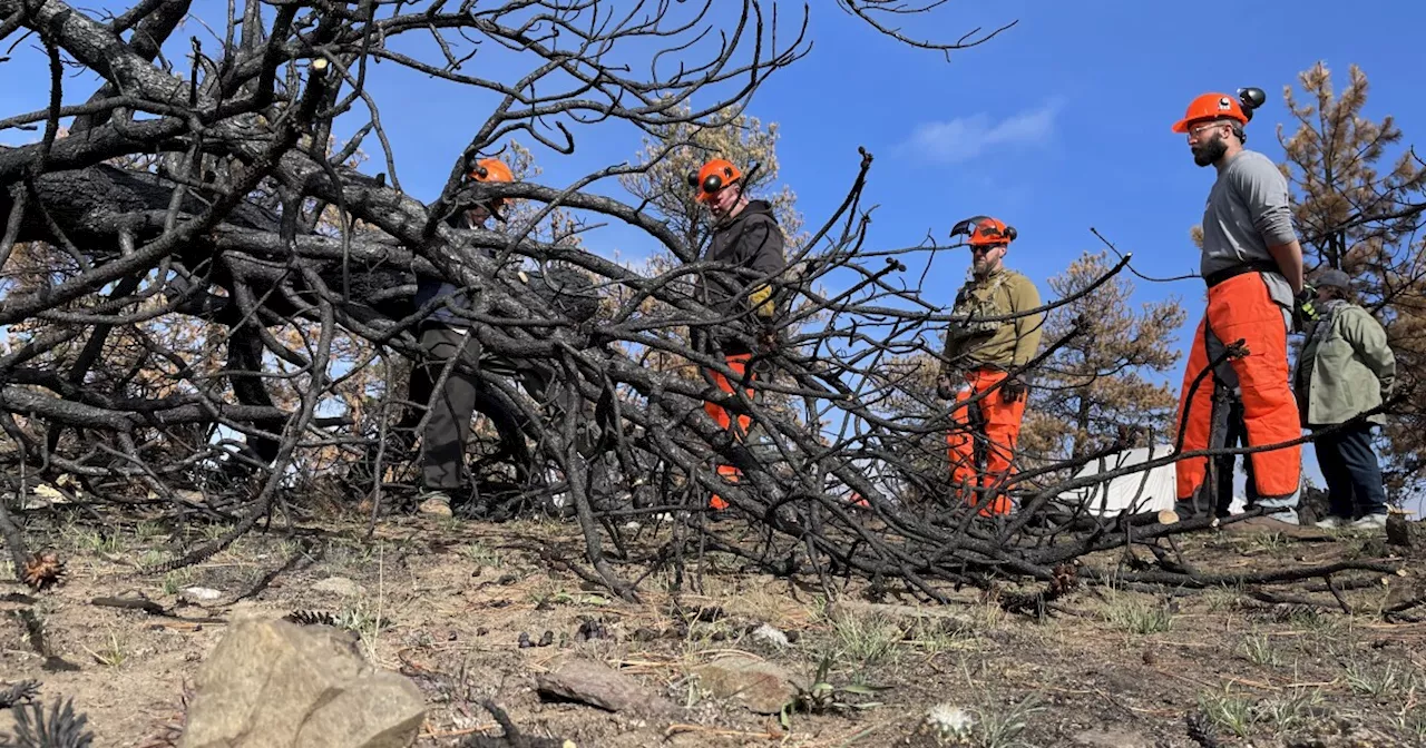 32 veterans find healing by helping restore land destroyed by Alexander Mountain Fire