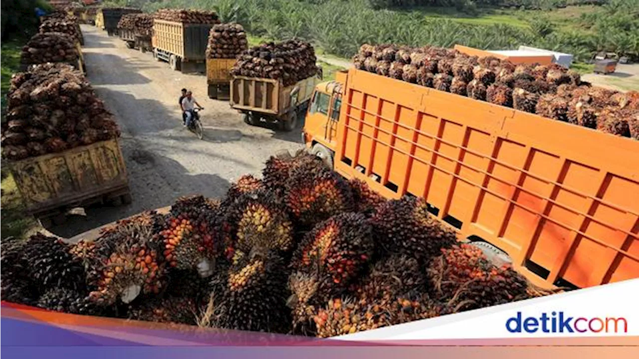 Tok! BPDP Sawit Ganti Nama, Kini Juga Urus Kakao dan Kelapa