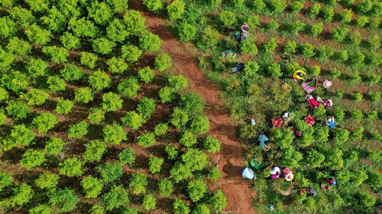 Comprar cosecha de coca: una radiografía del problema para entender si es viable la propuesta del Presidente Petro