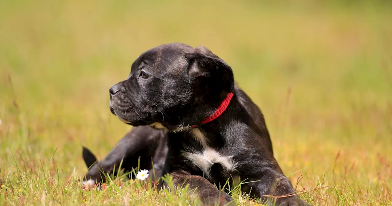 Erstes Date endet im Albtraum: Mann stiehlt Hund unter Waffengewalt