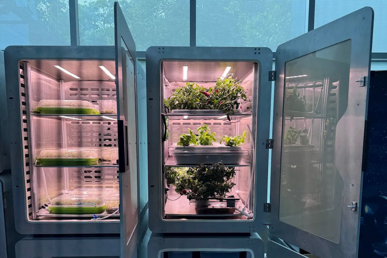 Scientists Grow Crops in Near-Total Darkness Thanks to New ‘Electro-Agriculture’ Technique