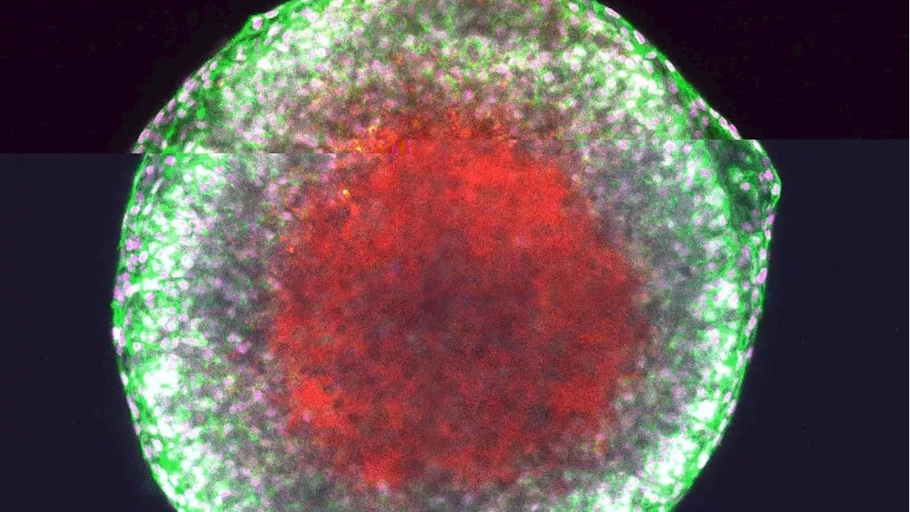  Erstmals gefilmt: Video zeigt wie ein Eisprung passiert