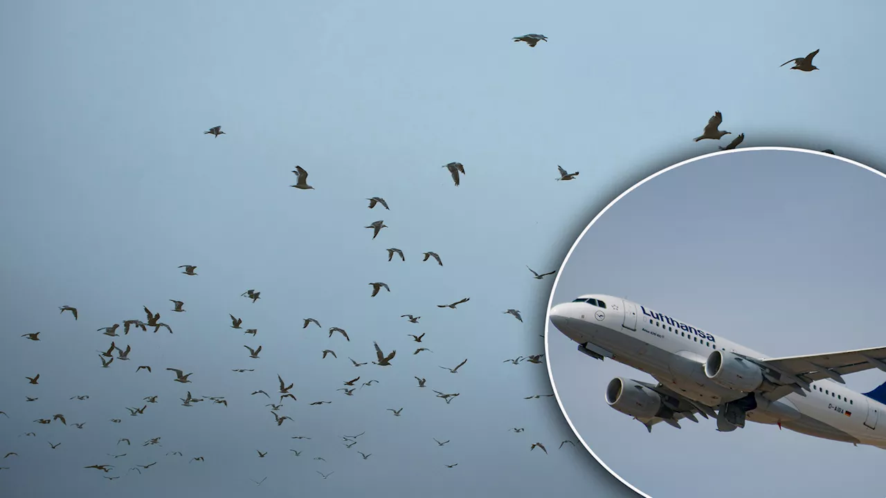  Vogelschlag! Flugzeug kann in Salzburg nicht landen