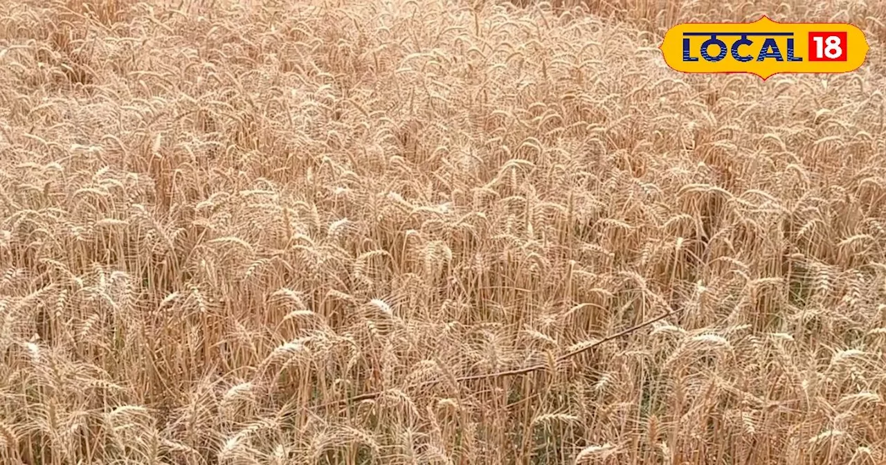 गेहूं की बुवाई के लिए चुनें ये 8 उन्नत किस्में, मिलेगी बंपर पैदावार और होगा तगड़ा मुनाफा!