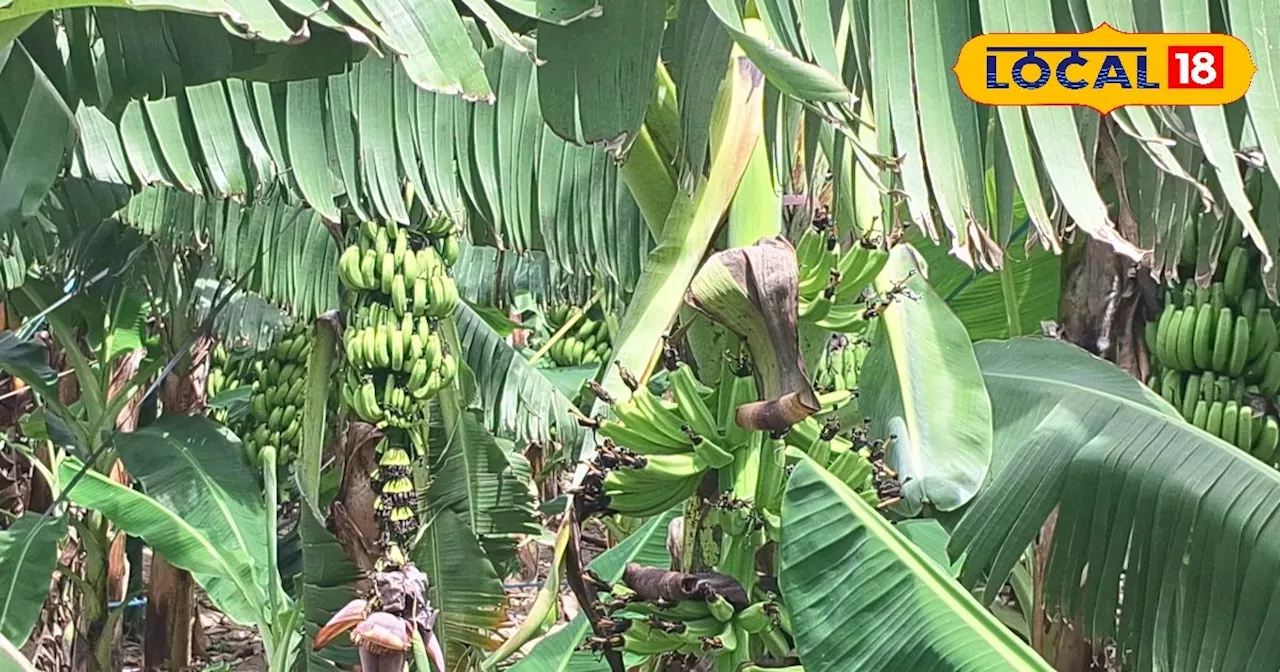 Lakhimpur Banana Farming: केले की खेती में है बंपर मुनाफा, 1 हेक्टेयर में लगाएं 3086 पौधे, सालाना होगी लाखो...