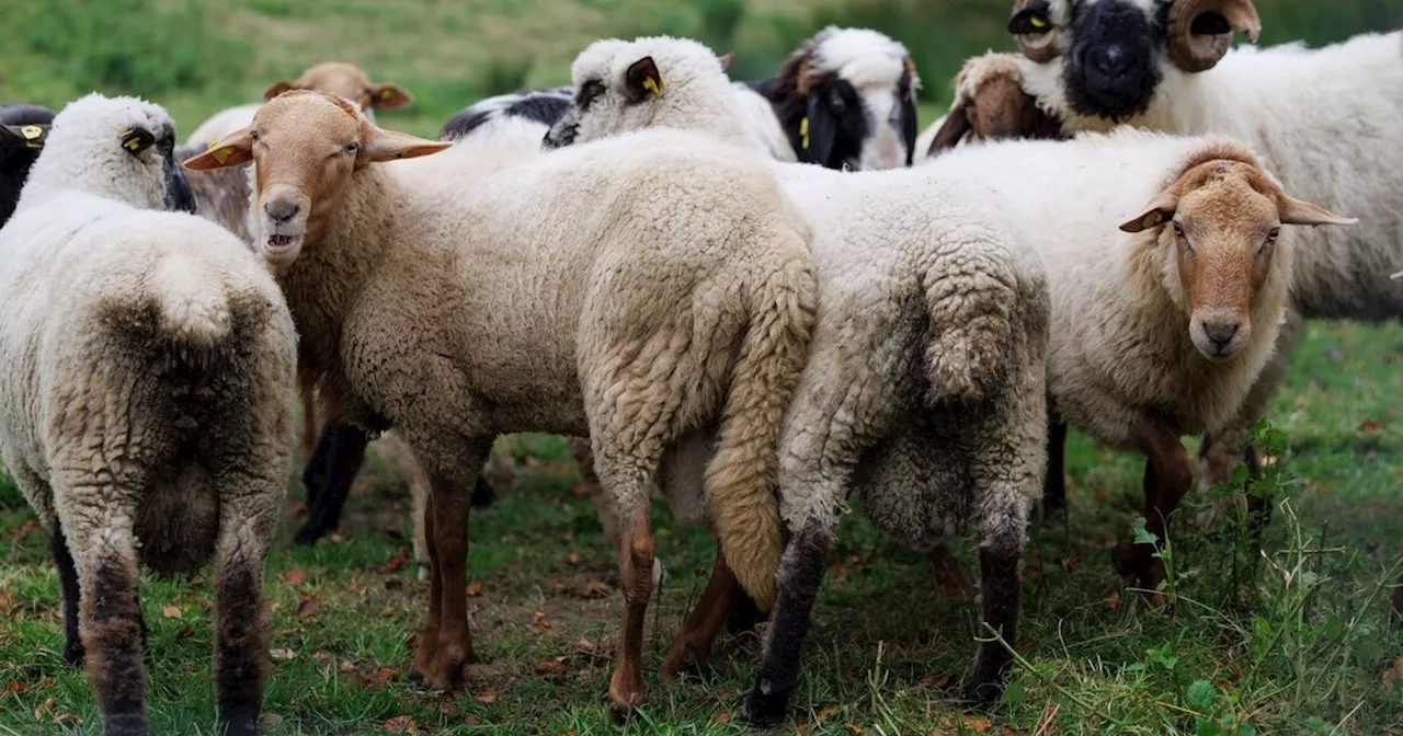 Blauzungenkrankheit nun auch im Landkreis Regen festgestellt