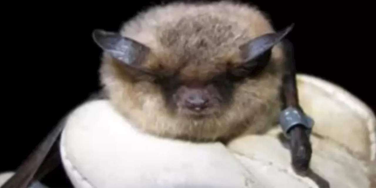 Batty neighbors in Interior Alaska: the Little Brown Bat